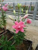 [4544 VH20 Dreamline No01.JPG]